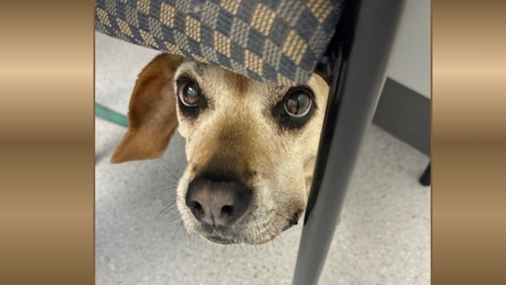 Miley of Hopkinton, MA