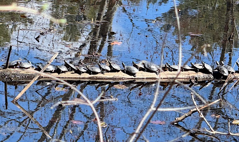 Turtles sunning themselves on a log