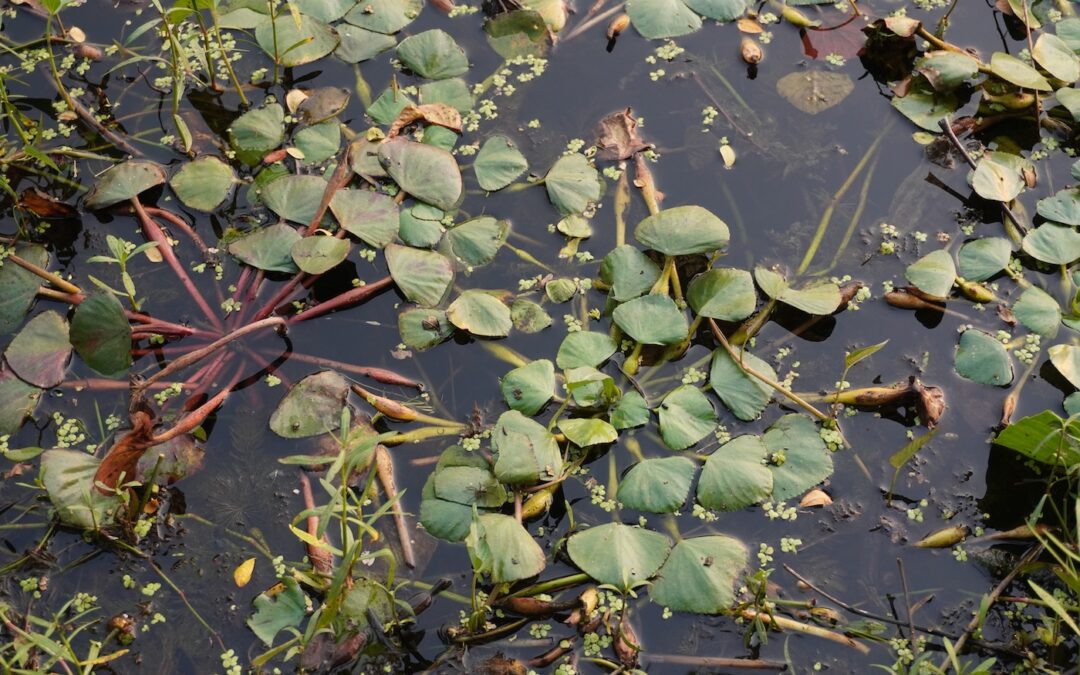Controlling Phosphorus Runoff Into Lake Whitehall