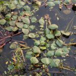 Floating aquatic plants and water weeds