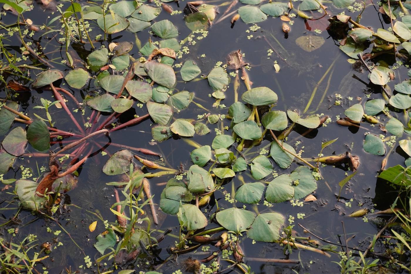 Floating aquatic plants and water weeds