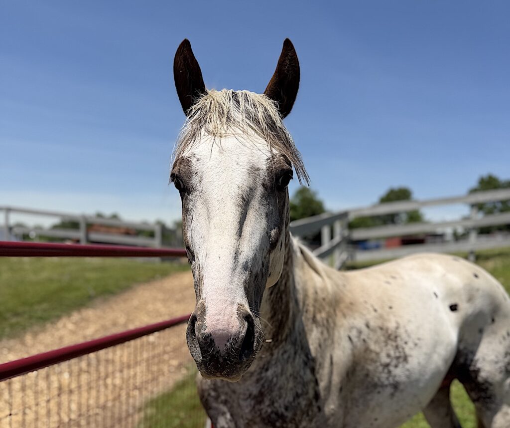 Horses, cows, and even zebus will be available to meet during an open house at Nevins Farm