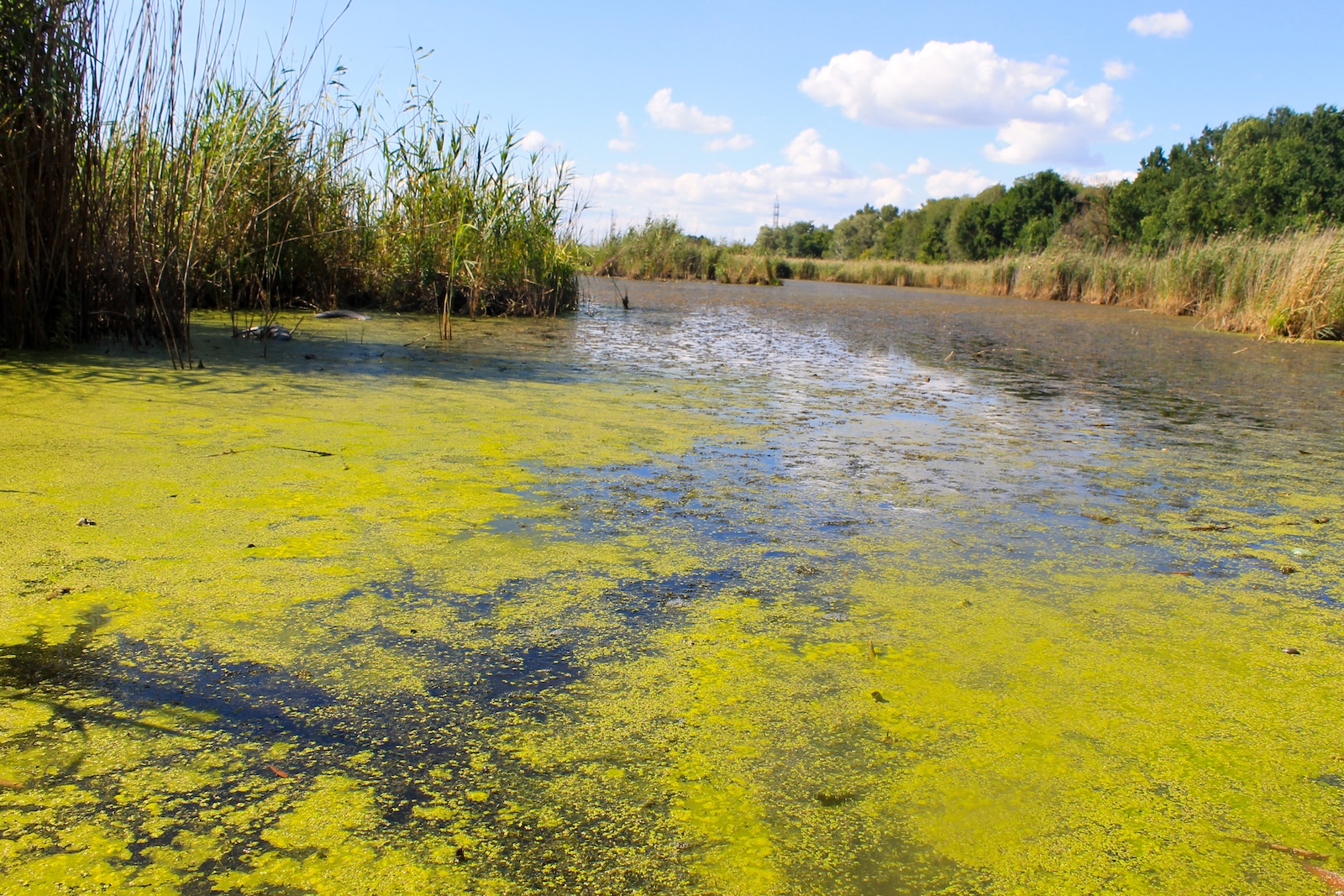 Lake with green algae and duckweed on the water surface Lake with green algae and duckweed on the water surface